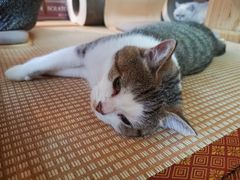 -喵屿·大理花园猫咖