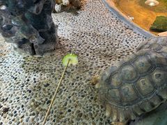 -上海大自然野生昆虫馆(东方明珠·爬宠昆虫探索中心)