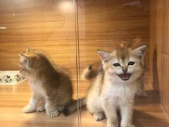 -猫十亿·布偶金渐层·曼基康矮脚猫舍(青年路店)