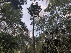 -西双版纳原始森林公园