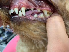 -宠福鑫康馨动物医院·骨科·眼科