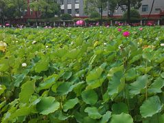 -四川大学(望江校区)