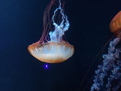 -欢乐海岸海洋奇梦馆