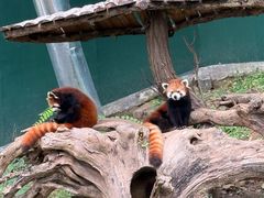 -大连森林动物园