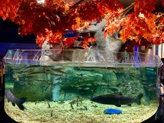 -成都浩海立方海洋公园