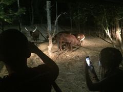 -清迈夜间动物园