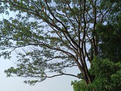-东莞植物园