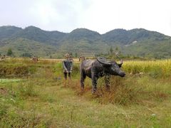 -楠溪江风景名胜区
