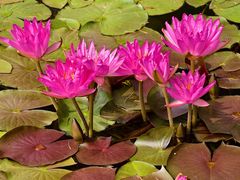 -国家植物园南园