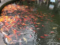 -温江公园