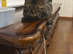 -宠福鑫康馨动物医院·骨科·眼科