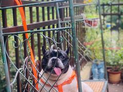 -邢大夫动物医院