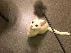 -猫色咖啡·猫咖