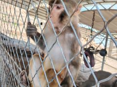 -西霞口神雕山野生动物世界