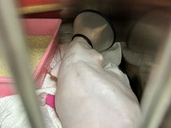 -芭比堂动物医院·24小时·眼科中心(深圳中心)