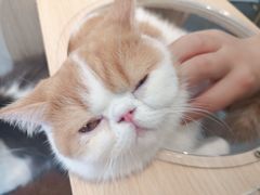 -飞行喵MR PILOT|猫舍·猫咖(静安大融城店)