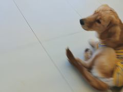 -怪兽屋·羊驼·猫咖·狗咖(俊华广场店)