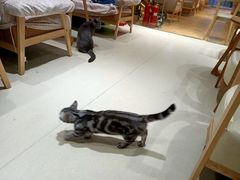 -藏猫猫咖啡主题馆(中央大道店)