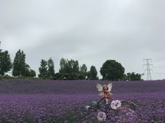 -紫颐香薰山谷景区