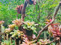 -深圳仙湖植物园