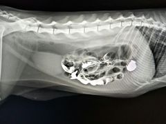 -畜牧兽医站(共江路店)