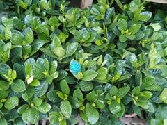 -秦美花卉(天朗·莱茵小城2期店)