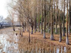 -苏州太湖湖滨国家湿地公园