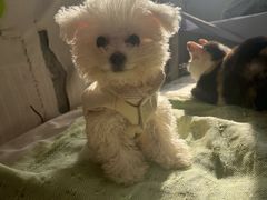 -派多格宠物·购宠(靛厂路店)