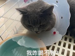 -伟伟宠物医院·瑞派猫友好医院·猫科(光谷店)