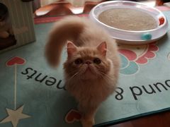 -猫大福·Fortune Cat猫舍(百子湾店)