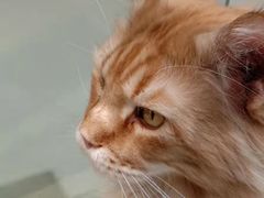 -藏猫猫咖啡主题馆(中央大道店)