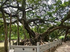 -小洲村