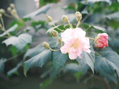 -洋湖国家湿地公园