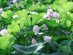 -荔湾湖公园