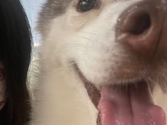 -Husky Go! 哈士奇体验馆·宠物咖啡厅狗咖