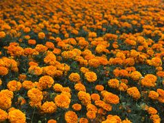 -松山湖梦幻百花洲