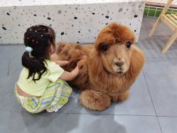 -Moni星球萌宠·小马宝莉·灵蛇·高端高阶全萌宠互动体验俱乐部(红豆国际广场店)