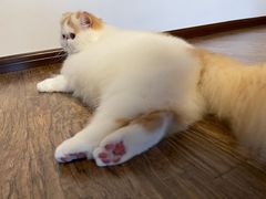 -FAELING PETS美天灵宠物(富力广场店)