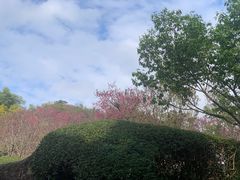 -深圳仙湖植物园