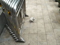 -竹子林(地铁站)