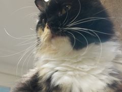 -楼上猫咖(罗湖店)