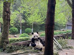 -都江堰中华大熊猫苑