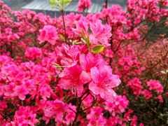 -木兰云雾山