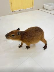 -Moni星球萌宠·小马宝莉·灵蛇·高端高阶全萌宠互动体验俱乐部(红豆国际广场店)