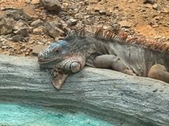 -贵州森林野生动物园