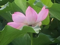 -香山公园