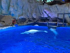 -海合安青岛极地海洋公园