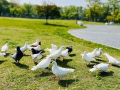 -东台西溪天仙缘景区