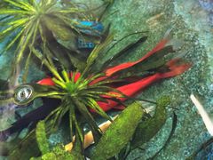 -北京古城老院厉晓麟精致菜