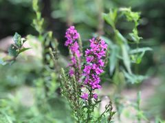 -碓臼峪自然风景区